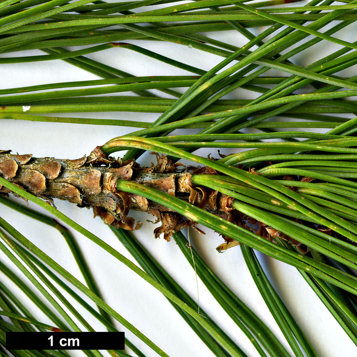 High resolution image: Family: Pinaceae - Genus: Pinus - Taxon: rzedowskii 